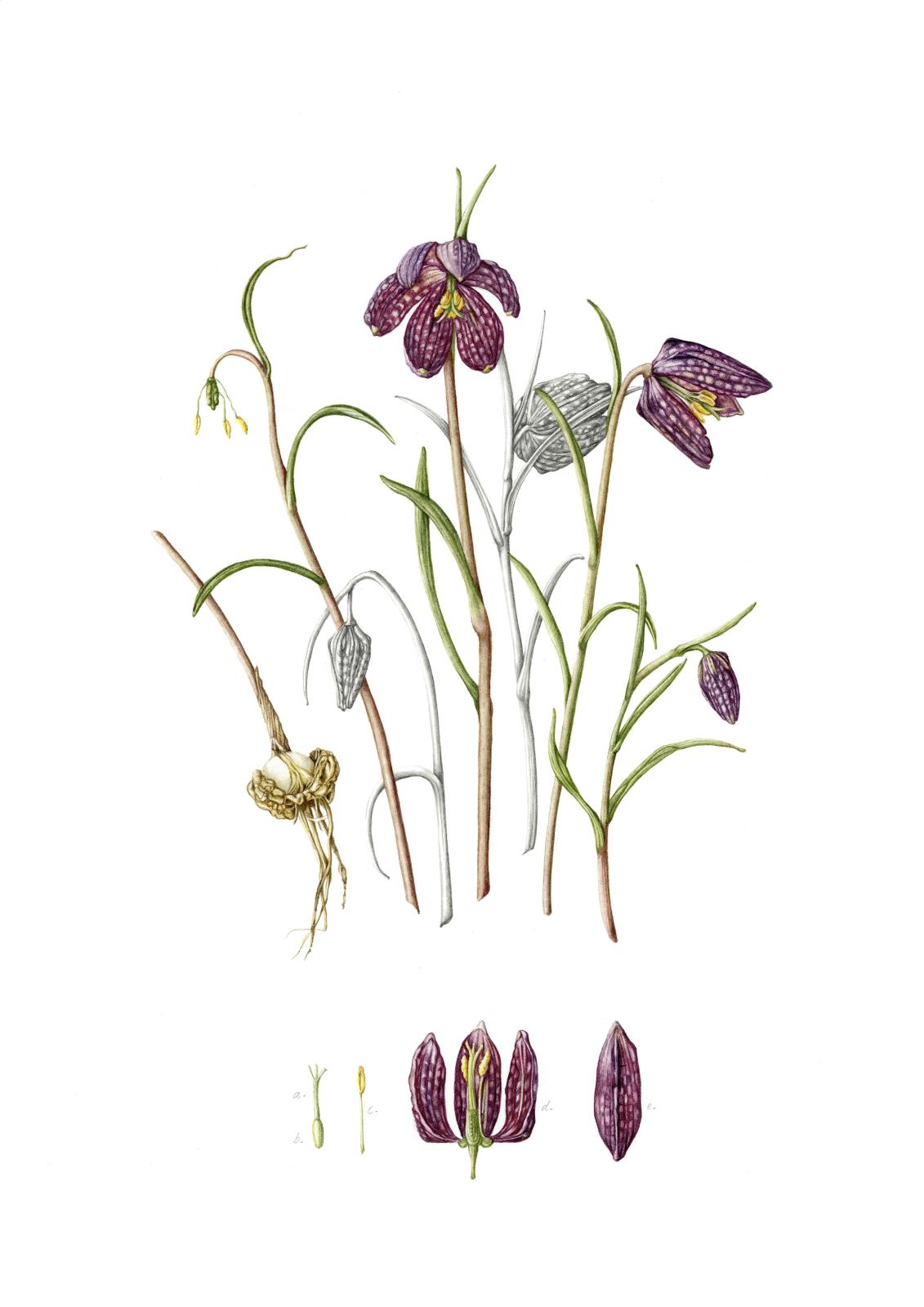 Fritillaria meleagris